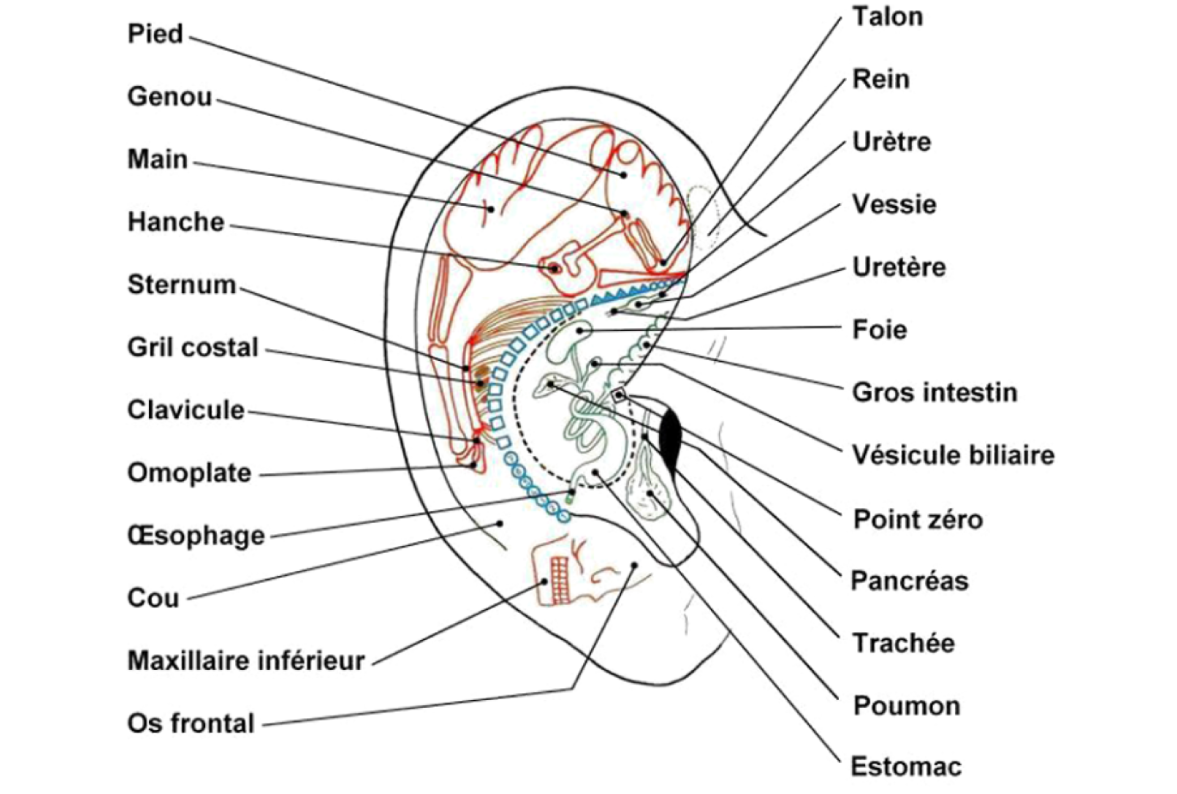 reflexologie-auriculaire5